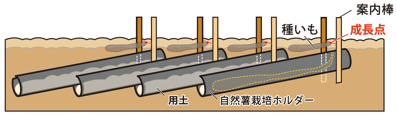 ストッパーが芋の伸長を防ぐ！