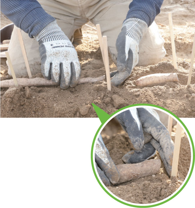 両側からホルダー上に5cm程覆土し、種いもを設置するく