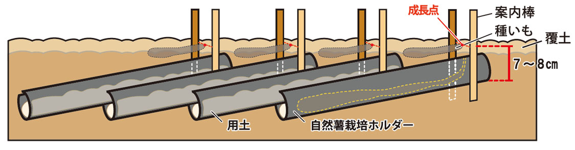 両側からホルダー上に5cm程覆土し、種いもを設置する